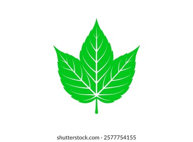 leaf, plant, nature, isolated, tree, leaves, 