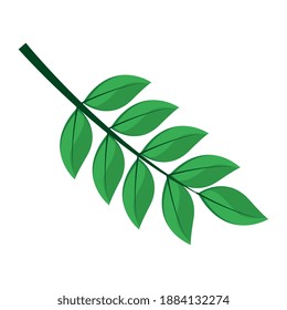 leaf plant with pinnate form flat style icon vector illustration design