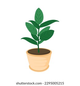 Leaf plant in potted. Houseplant growing in planter isolated on white background. Indoor plant ficus in flowerpot, Decorations for home and office. Flat vector illustration