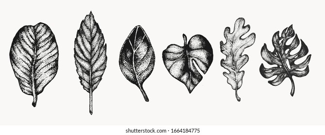 leaf plant set botanical hand drawn isolated vector artwork. Trending greenery illustrations for wedding. Drawing for your creative projects, tattoo, posters, floral compositions, graphic design.