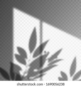 Leaf or plant shadow on transparent background. Foliage mockup. Window and leaves overlay shadowy effects. Light reflection on wall. Poster or wallpaper with overlap design. Realistic scene