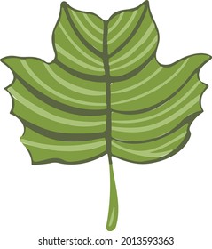 Leaf plant tree colorful drawing illustration symbol
