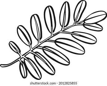 Leaf plant tree line drawing illustration symbol