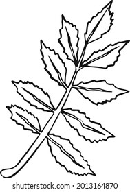 Leaf plant tree line drawing illustration symbol
