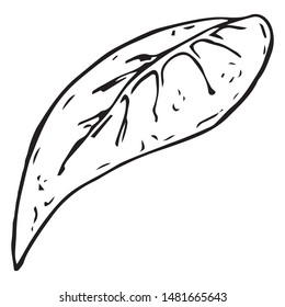 Leaf of a plant. Leaf with veins. Vector illustration. Simple hand drawn icon.
