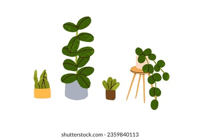 Leaf plants growing in pots set. Green houseplants in planters, flowerpots. Interior ficus, succulents. Greenery, natural house decorations. Flat vector illustrations isolated on white background