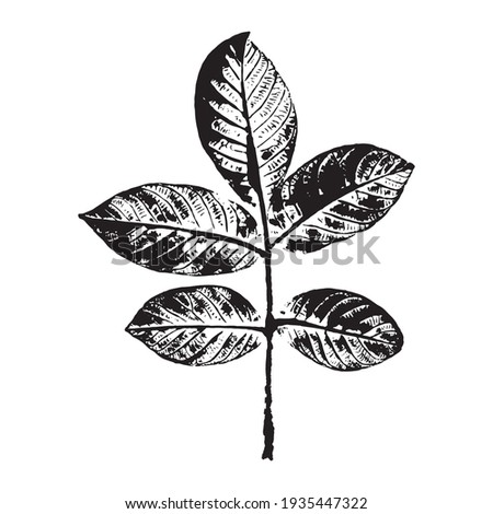leaf prints. The imprint of a leaf of a Goan tree. Black silhouette of a leaf on a white background. Suitable for design, pattern, print, postcard. Botanical vector illustration.