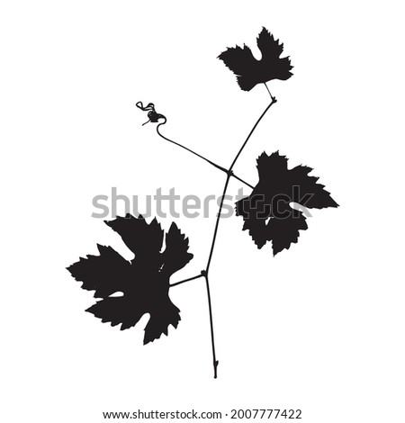 leaf prints. The imprint of a natural branch of grapes. Silhouette of a grape leaf. Botanical vector illustration. 