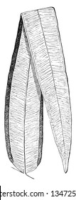 La hoja de la planta de Pteris, la hoja es áspera, tiene una costilla media de la cual surgen las venas laterales con ramificación dicotómica. La recepción está abierta, el dibujo de línea vintage o la ilustración de grabado.