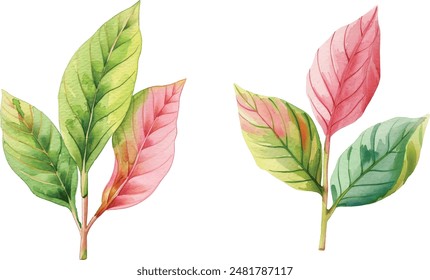 Leaf, Realistic pink and green leaves, hand drawn watercolor illustration. Floral decorative element spring clipart