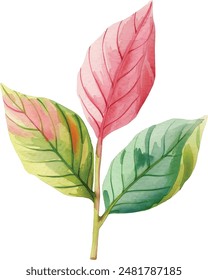 Leaf, Realistic pink and green leaves, hand drawn watercolor illustration. Floral decorative element spring clipart