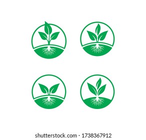 leaf root vector or design.
