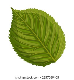 Leaf of a rose or other flower. Botanical vector illustration isolated on white background for postcard, poster, ad, decor, fabric and other uses.