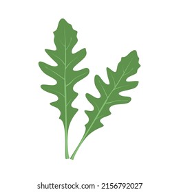 Аrugula leaf. Rucola, garden rocket. Greens, leafy vegetable. Healthy veggie food. Arugula herbs, seasoning. Flat vector illustration of rugula isolated on white background.