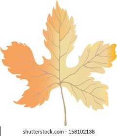 leaf rust
