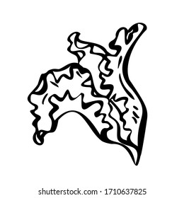 Ensalada de hojas. Ilustración vectorial en blanco y negro. Aislado sobre un fondo blanco.