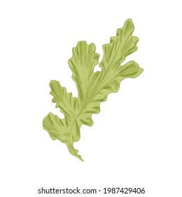 Leaf of sea lettuce or Ulva Lactuca algae. Green edible seaweed. Natural marine underwater plant. Realistic hand-drawn vector botanical illustration of undersea vegetation isolated on white background