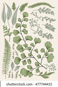 Leaf set. Vintage floral background. Vector design elements. Isolated. Botanical illustration.