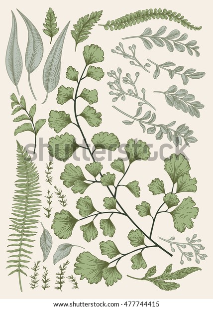 Leaf Set Vintage Floral Background Vector Stock Vector Royalty Free 477744415 Leaf Set Vintage Floral Background Vector Stock Vector Royalty Free 477744415
