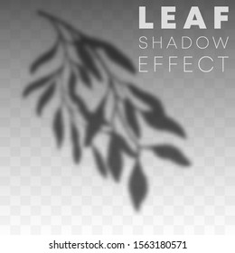 Leaf shadow overlay effect on transparent background. Vector illustration.