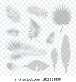 Efecto de superposición de sombra de hoja. Hojas de palma sobre el fondo vectorial, silueta borrosa de planta sobre la muesca de pared blanca