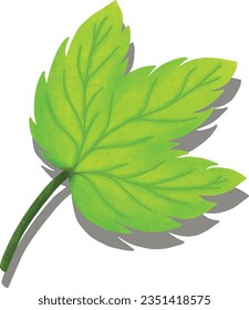 leaf and shadow with white background