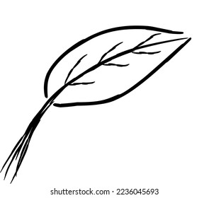 leaf shape isolated on white background.