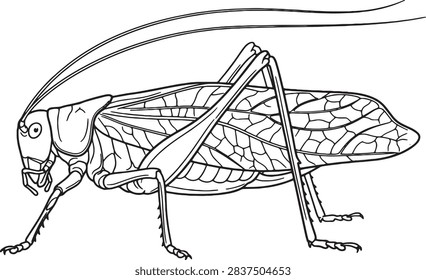 Leaf Shaped Katydid Side Profile Outline Illustration for Education