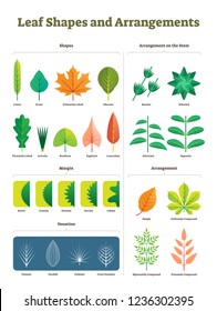 Leaf shapes complex vector illustration. Biological characteristic division with arrangement on stem, venation and margins visual difference. Isolated closeup tree foliage examples diagram collection.