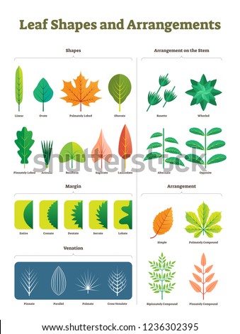 Similar – Image, Stock Photo characteristic leaves of a cannabis plant in front of a blue sky