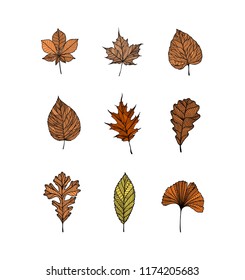 Leaf shapes vector illustration set silhouette. Autumn fallen leaves from tree or a plant with outline and stripes pattern or sample inside silhouette shape. Season leafs herbarium vector set. 