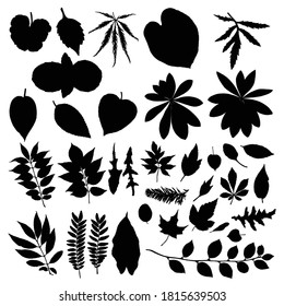 Leaf silhouette collection, foliage set. Domestic spring leaves, botanical illustration of hand drawing elements made of real live forest and home plants. Vector.
