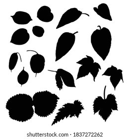 Leaf silhouette collection, foliage set. Domestic spring leaves, botanical illustration of hand drawing elements made of real live forest and home plants. Vector.