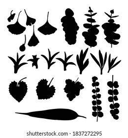 Colección de silueta de hojas, conjunto follaje. Hojas de primavera domésticas, ilustración botánica de elementos de dibujo a mano hechos de selva real y plantas de hogar. Vector.