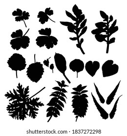 Leaf silhouette collection, foliage set. Domestic spring leaves, botanical illustration of hand drawing elements made of real live forest and home plants. Vector.