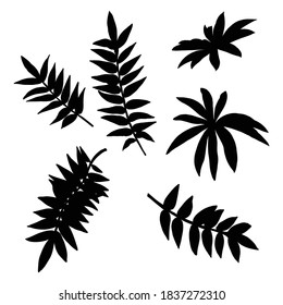 Seidenleder-Kollektion, Blattwerk. Häusliche Frühlingsblätter, botanische Illustration von handgezeichneten Elementen aus echtem Wald und Heimpflanzen. Vektorgrafik.