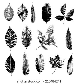 Leaf silhouette collection, foliage set, vector