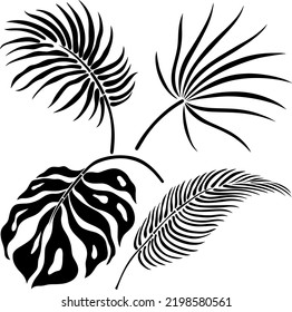 Silhouette de hojas aislada en blanco. Hoja tropical. Ilustración vectorial dibujada a mano.