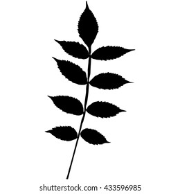leaf silhouette on white background