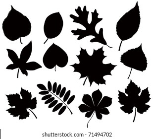 leaf silhouettes
