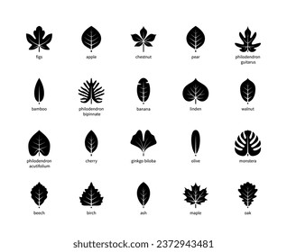 Leaf silhouettes vector icons. Figs, apple, chestnut, pear, philodendron, bamboo, banana, linden, walnut and many others. Isolated silhouette of leaves plants with title on a white background.