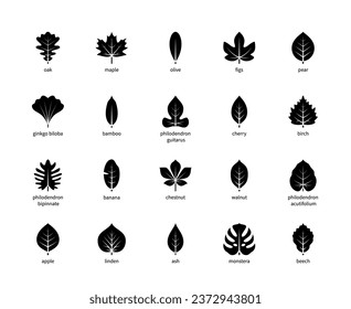 Leaf silhouettes vector icons. Oak, maple, olive, figs, pear, ginkgo biloba, bamboo, philodendron, cherry and many others. Isolated silhouette of leaves plants with title on a white background.