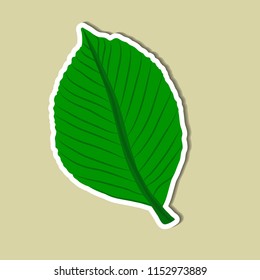 leaf of simple color illustrations