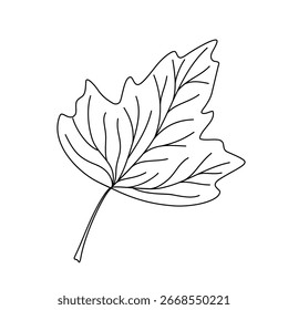 Folha simples esboço desenhado à mão doodle ilustração vetorial, imagem botânica floral minimalista para projetos ambientais, conceito de natureza, página de coloração, scrapbooking, esboço da arte da linha
