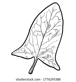 Leaf single element hand drawn vector illustration isolated on white background 