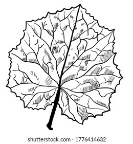 Leaf single hand drawn vector illustration isolated on white background 