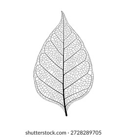 Leaf skeleton detail, natural texture, vector illustration.