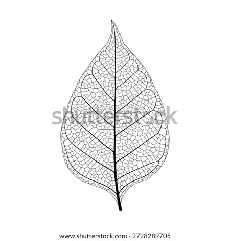 Leaf skeleton detail, natural texture, vector illustration.