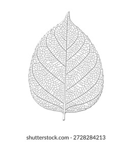 Leaf skeleton illustration, vector art, detailed veins, silhouette, isolated