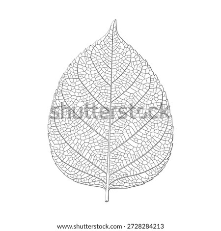 Leaf skeleton illustration, vector art, detailed veins, silhouette, isolated